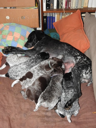 Nab�z�m �istokrevn� n�m. oha�e bez PP