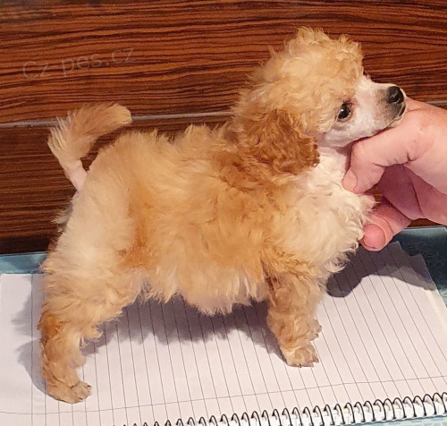 12 t�dn� �t��at pudl hra�ky k dispozici