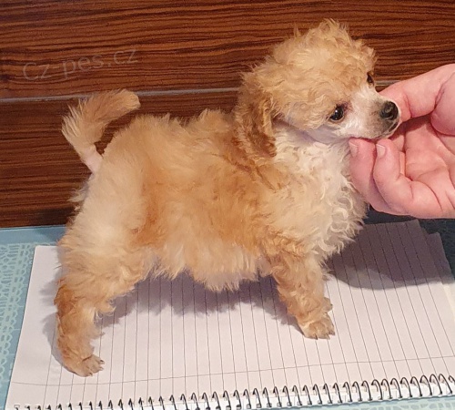 12 t�dn� �t��at pudl hra�ky k dispozici!~!