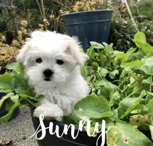 N�dhern� maltsk� �t��ata pro nov� domovy