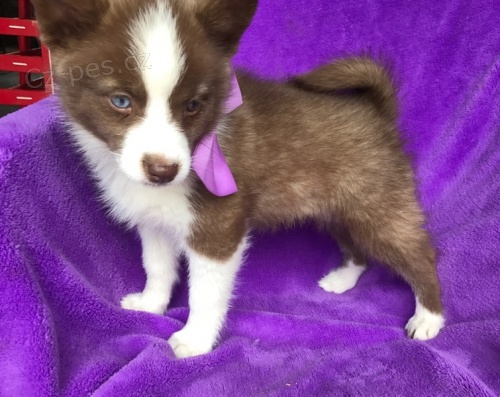 Pomsky �t��ata K dispozici chlapec a d�vka