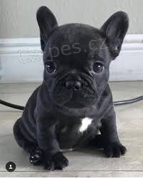 roztomil� francouzsk� buldok �t�n� a fena p�ipraven� pro nov� domov pro v�ce informac� o obr�zku po�lete sv� WhatsApp ��slo