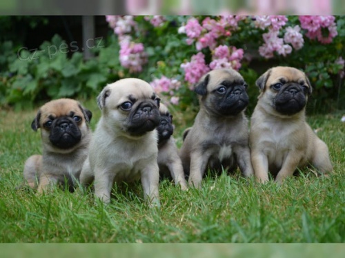 Prod�v�m �t��ata Mops s PP