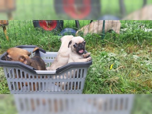 Mops �t��ata (�istokrevn�, bez d�ch�n�)