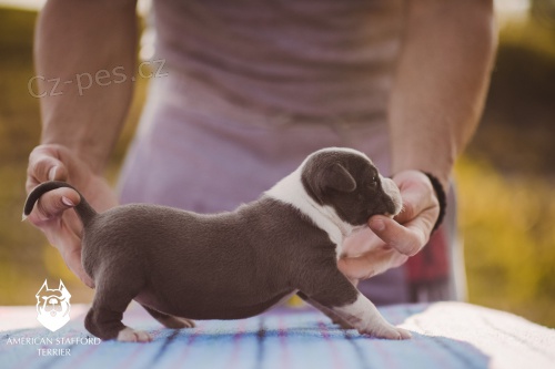 Americk� staford��rsk� teri�r modr� �t��ata