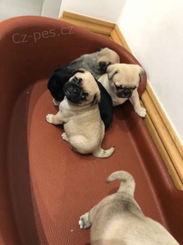 Vynikaj�c� �t���tka mal�ho mopsl�ka