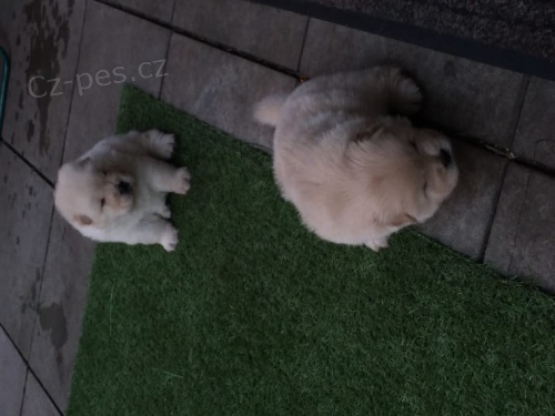 Chow chows (Cau cau)   , z�znamy veterin��e a 1yr z�ruka genetick�ho zdrav�.