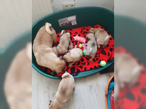 Mops �t��ata A-vrh 