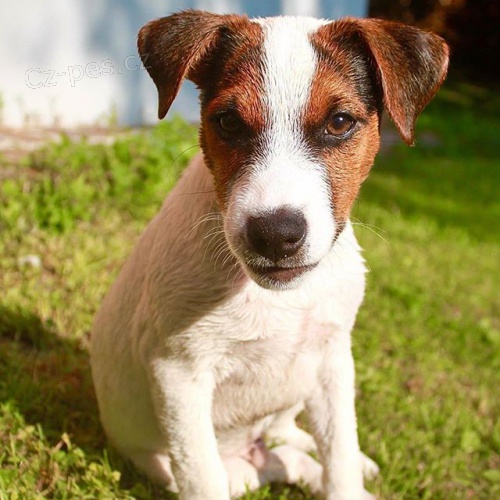  �t���tka Jack Russell k adopci.