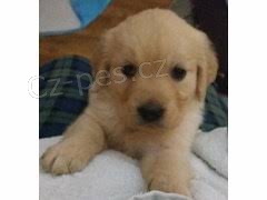 K dispozici �t��ata zlat�ho retr�vra