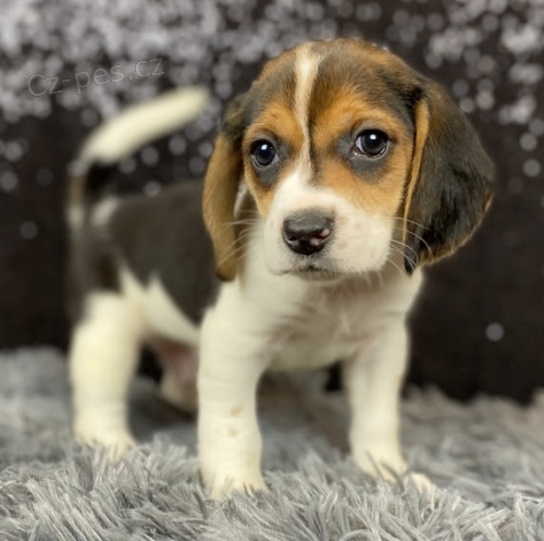 Kr�sn� �t���tka Beagle