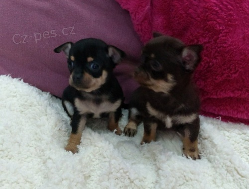 ڞasn� �ajov� ��lek �ivavy