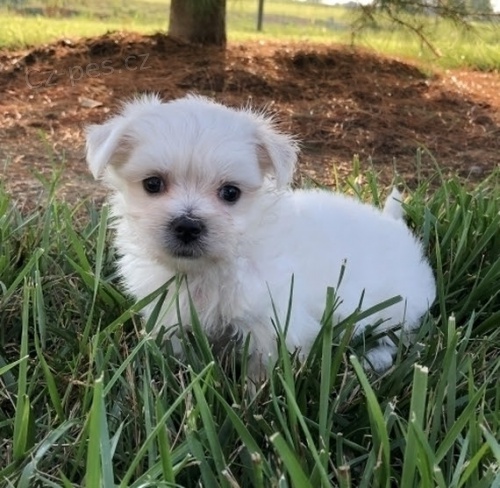 Zdrav� a o�kovan� maltsk� �t��ata