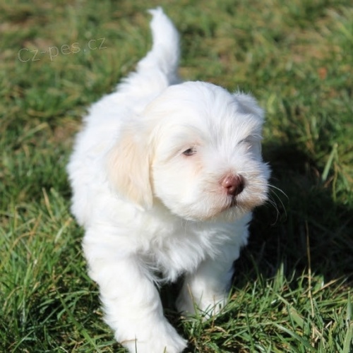 havansk� �t��ata 