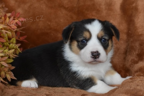�t��ata Pembroke Welsh Corgi (samec a samice)