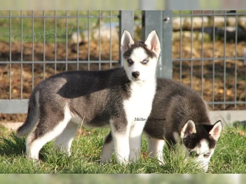 Sibi�sk� Husky - �t��ata s PP