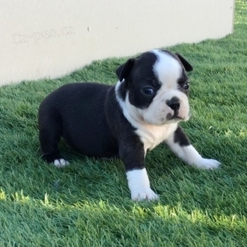 O�kovan� �t��ata bostonsk�ho teri�ra