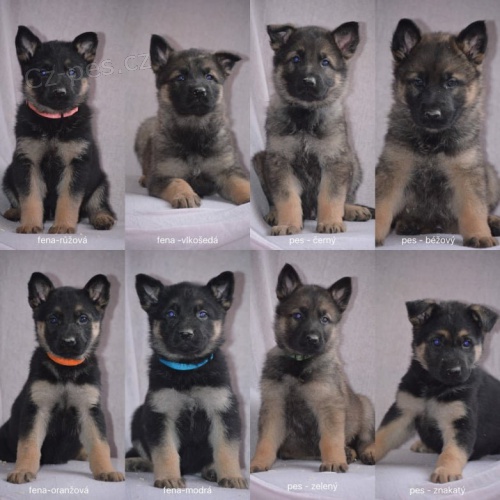 �t��ata N�meck�ho Ov��ka s PP