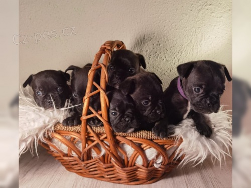 Francouzsk� buldo�ek s doklady, zkou�kou ZTP, KW a PL