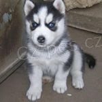 kr�sn� �t��ata sibi�sk�ho husky.