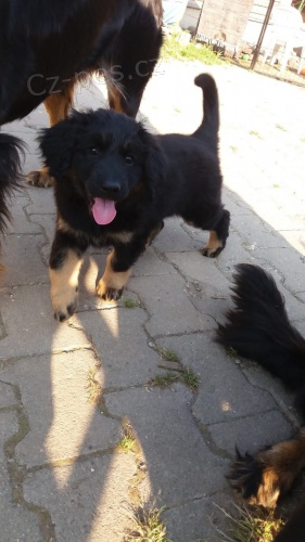 K dispozici �t��ata Hovawart