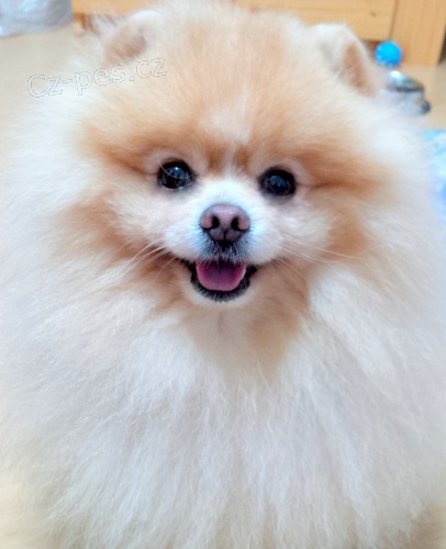 Pomeranian - kryt�