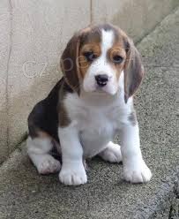 BEAGLE �T��ATA