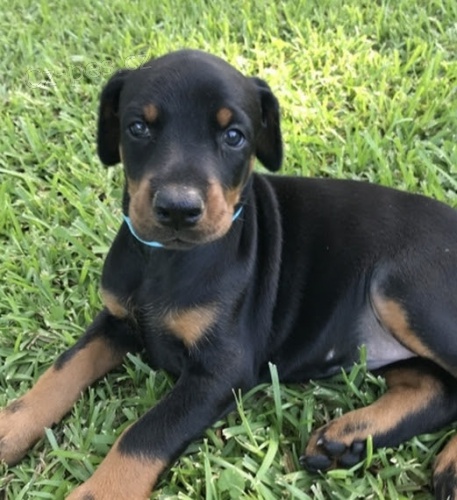 DOBERMAN �T��ATA