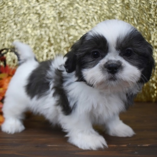�t��ata shih tzu na prodej