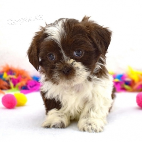 Na prodej roztomil� �t���tka mini shih tzu