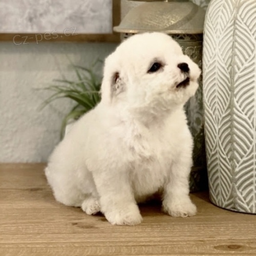 sn�hob�l� �t��ata Bichon frize