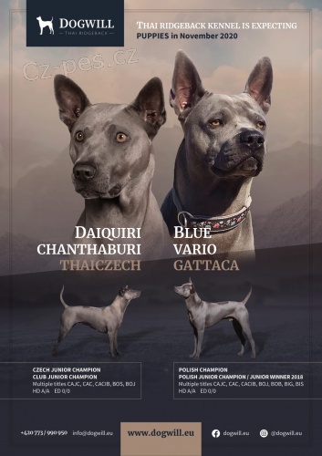 Thajsk� ridgeback - Exkluzivn� modr� �t��ata s PP