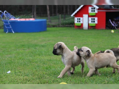 V�no�n� mops �t��ata