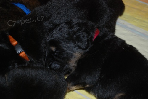 Tibetsk� doga-�t��ata s PP