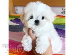 malt�zsk� �t��ata