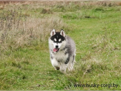 Sibi�sk� husky �t���tka