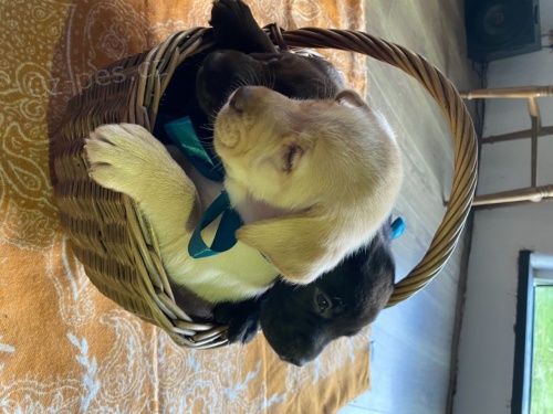 Labradorsk� retr�vr