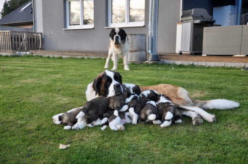 Svatobernardsk� pes - �t��ata s PP