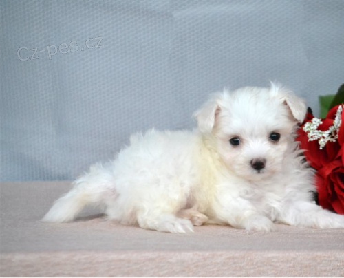 Rozko�n� maltsk� �t���tka jsou p�ipravena na nov� rodiny.