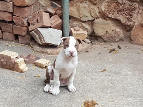 bily 2 Americk� pitbulteri�r pro nov� domy