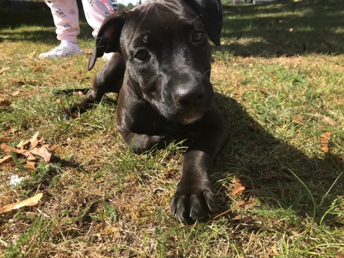 �t��ata americk�ho pitbulteri�ra