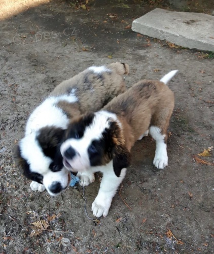 bernsk� sala�nick� pes