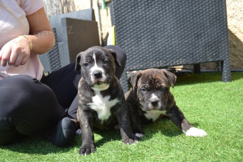 k dispozici �t��ata cane corso italiano