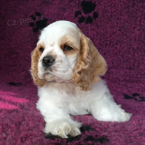 Americky  �t��ata korkrspanel   t�dn� star�  Jeden mu�  Jedna �ena b�l�