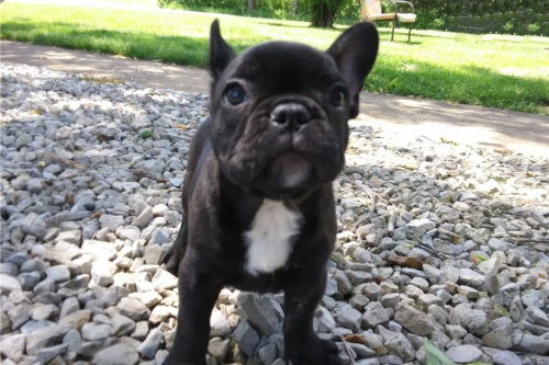 Zdrav� �t��ata francouzsk�ho buldo�ka na prodej