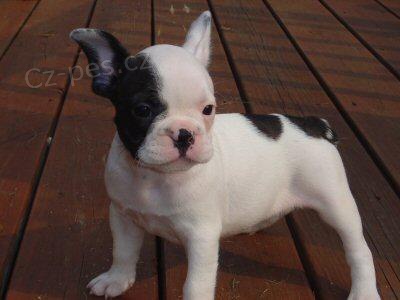 Zdrav� �t��ata francouzsk�ho buldo�ka na prodej