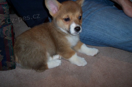 �t��ata Pembroke Welsh Corgi K dispozici k adopci