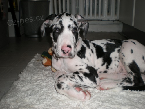 N�meck� doga �t��ata p�ipravena k p�ijet�