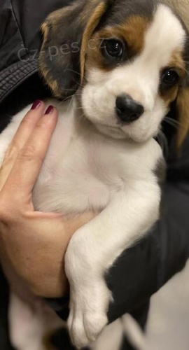 BEAGLE �T��ATA