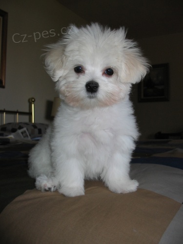 Maltsk� �t��ata